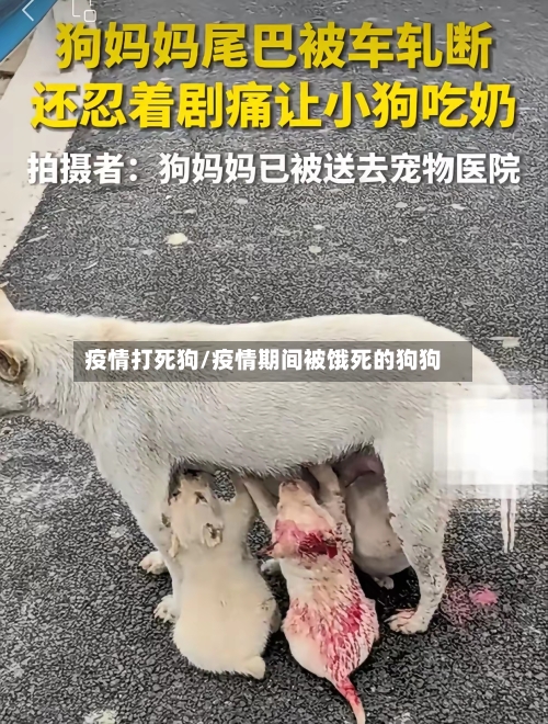 疫情打死狗/疫情期间被饿死的狗狗