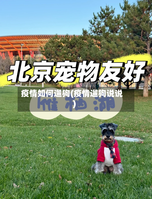 疫情如何遛狗(疫情遛狗说说)