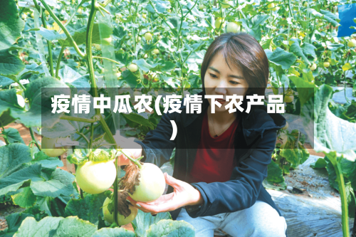 疫情中瓜农(疫情下农产品)