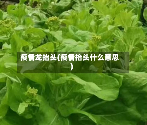 疫情龙抬头(疫情抬头什么意思)
