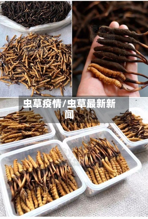 虫草疫情/虫草最新新闻