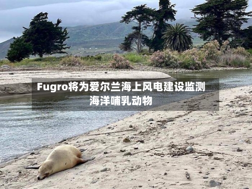 Fugro将为爱尔兰海上风电建设监测海洋哺乳动物